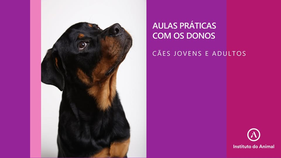 Treino de obediência para cães jovens e adultos