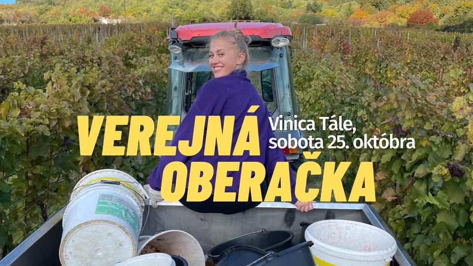Verejná oberačka frankovky vo Vinici Tále