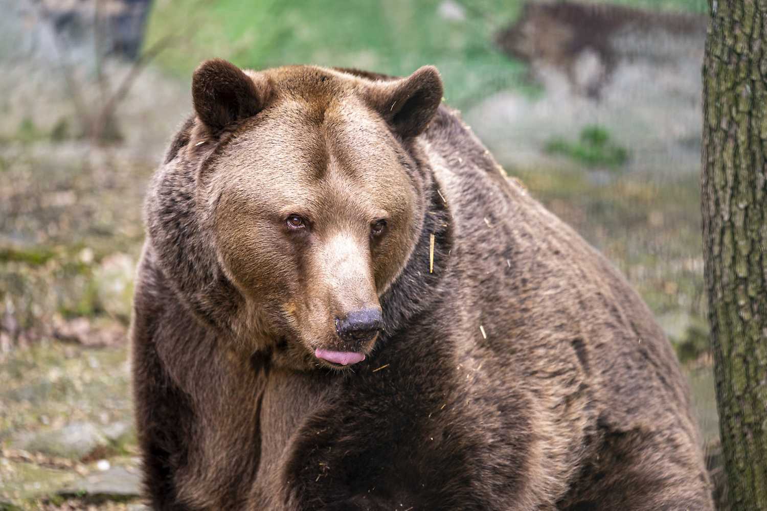 Prázdninový Štvrtok v ZOO – Karpatský les