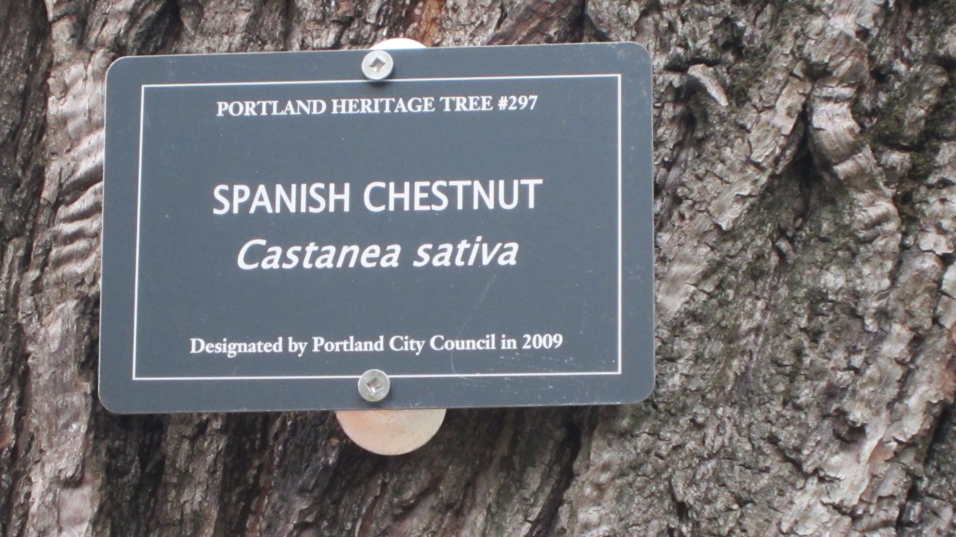 Neighborhood Walk See Heritage Trees & Optional Lunch
