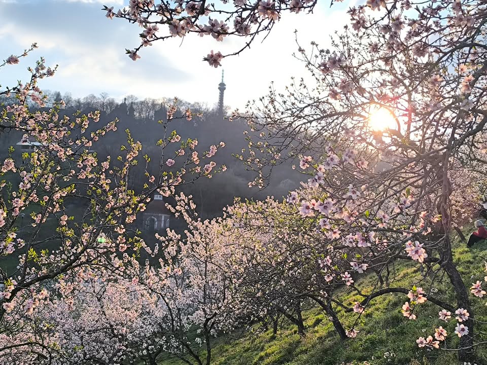Petřínské múzy - 🌸Duben na rozkvetlém Petříně💮