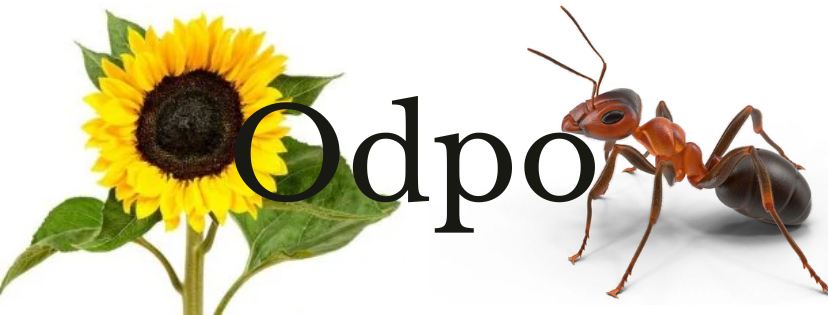 Odpolední setkání v Písečníku- slunečnice a mravenec