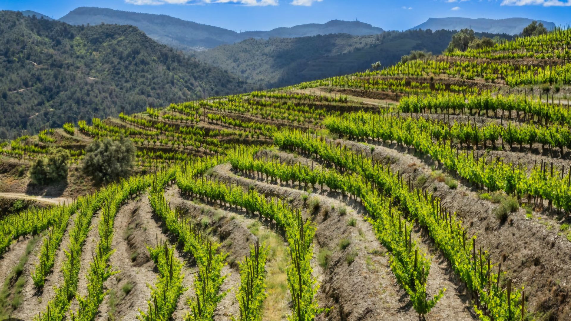Sender del Priorat : Desde Falset a Gratallops , Variante del GR 174
