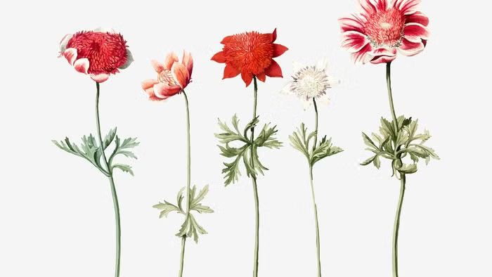 Garden flora in watercolor workshop