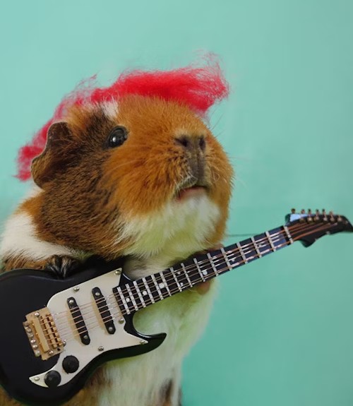 Punk Rock At Rose City Pub