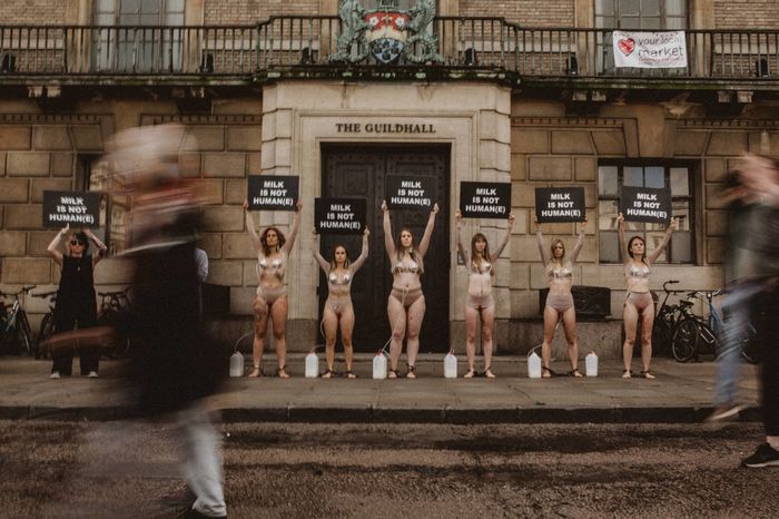 Protest Proti Zneužívání Krav Pro Mléko