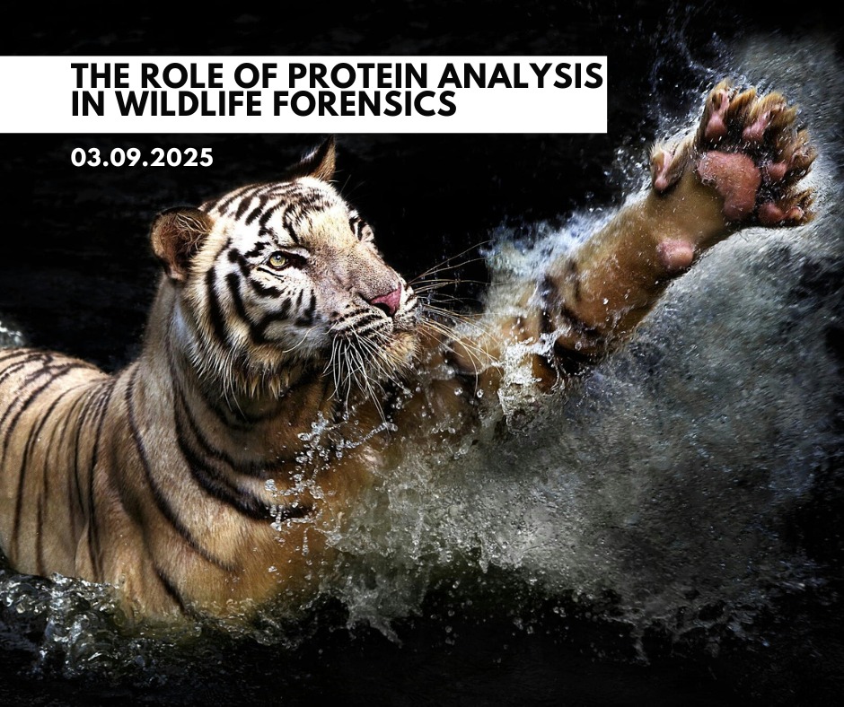Dr Virginia L. Harvey: The role of protein analysis in wildlife forensics