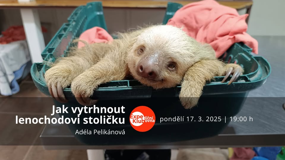 Jak vytrhnout lenochodovi stoličku