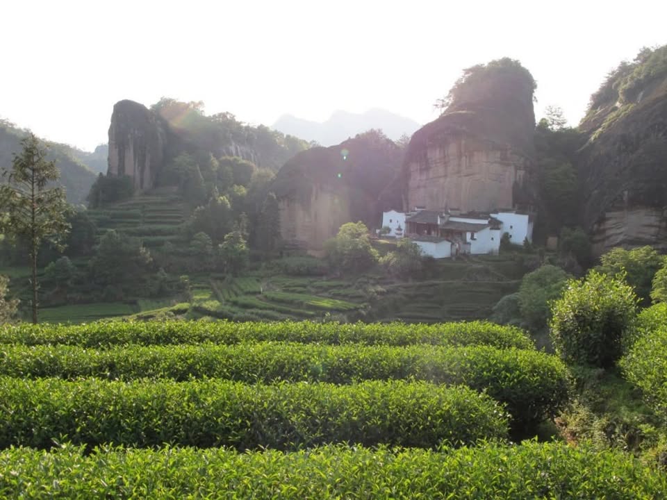 Spirit of Wu Yi Shan - degustace útesových oolongů