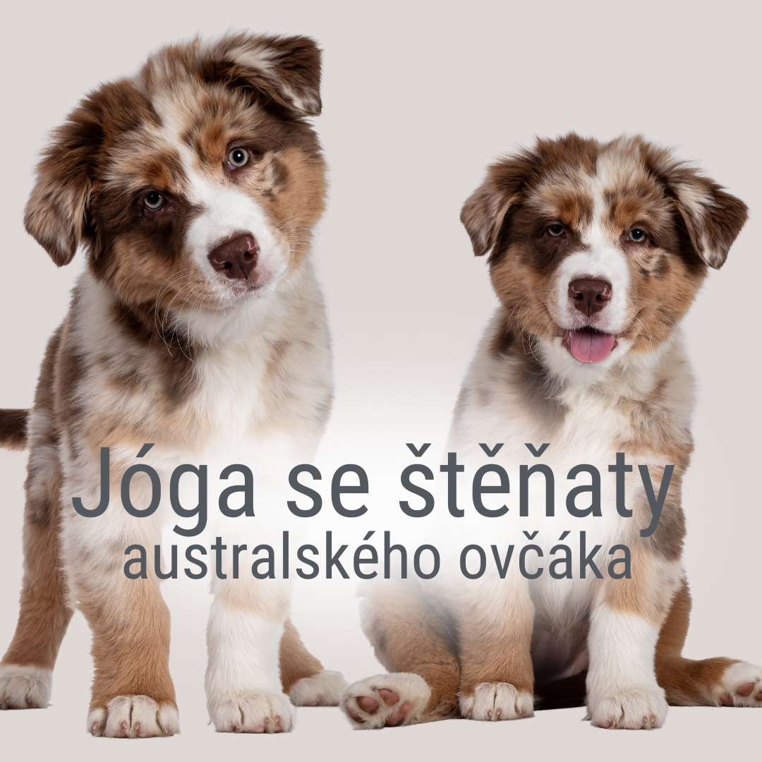 Jóga a mazlení se štěňátky AUO