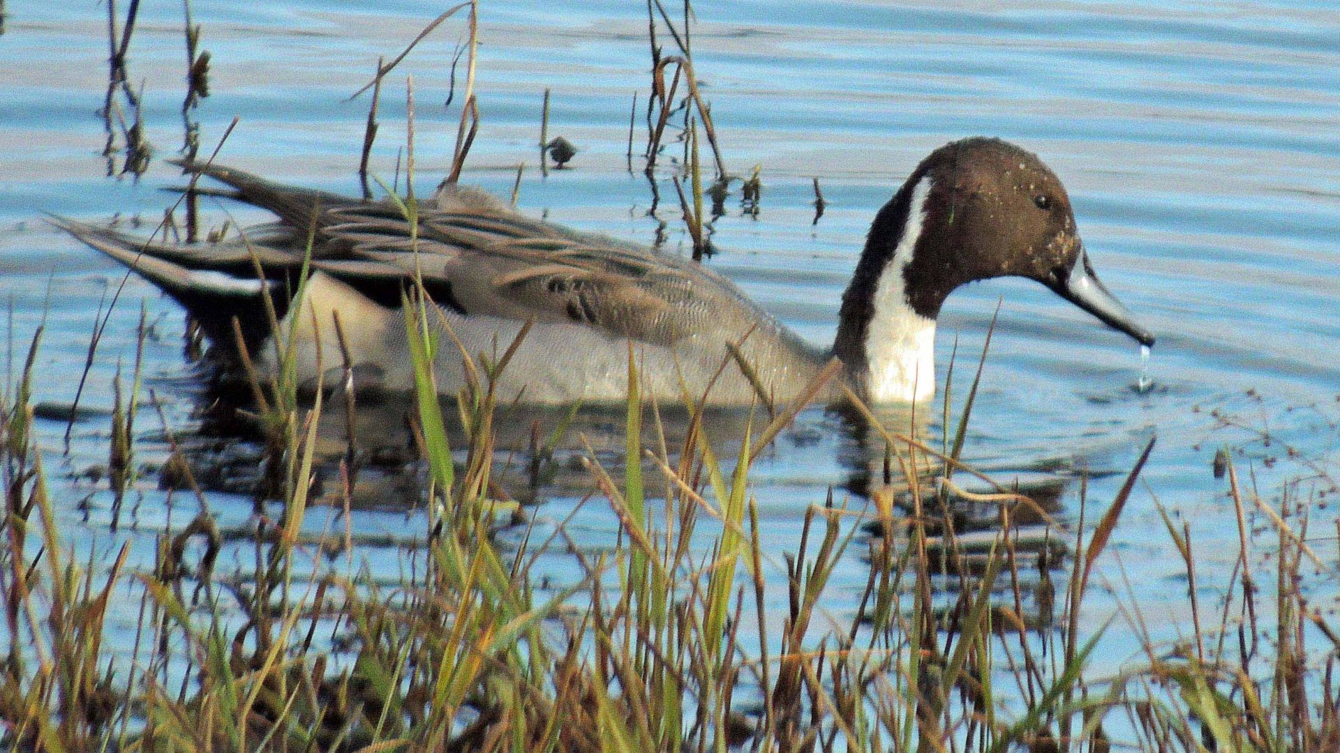 Ankeny NWR