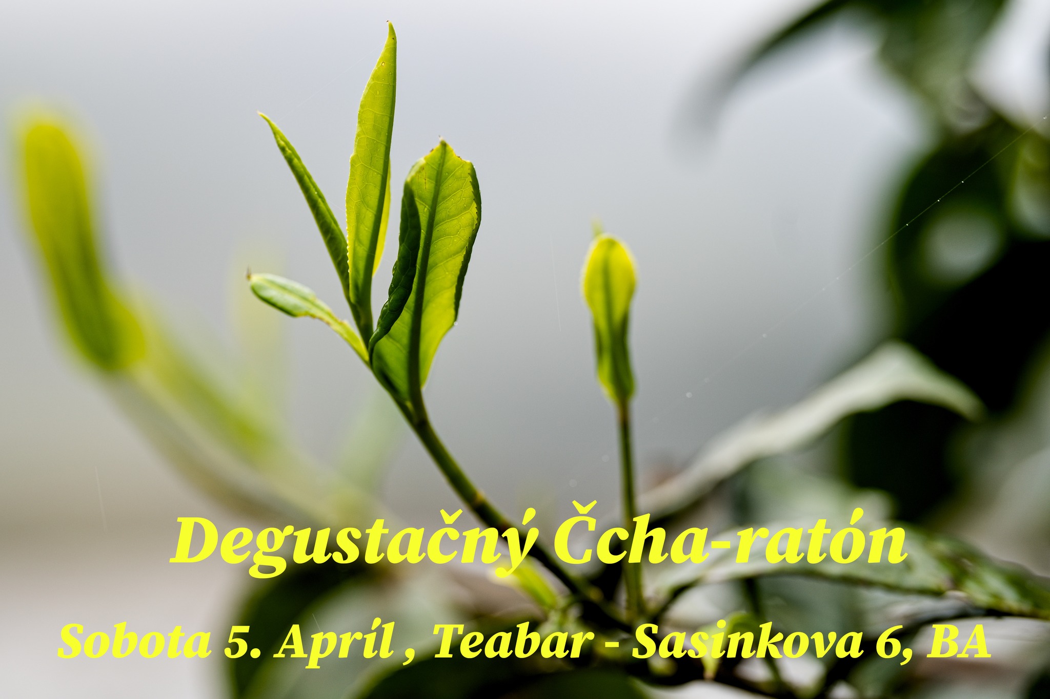 Degustačný Čcha-ratón, Sobota 5.4