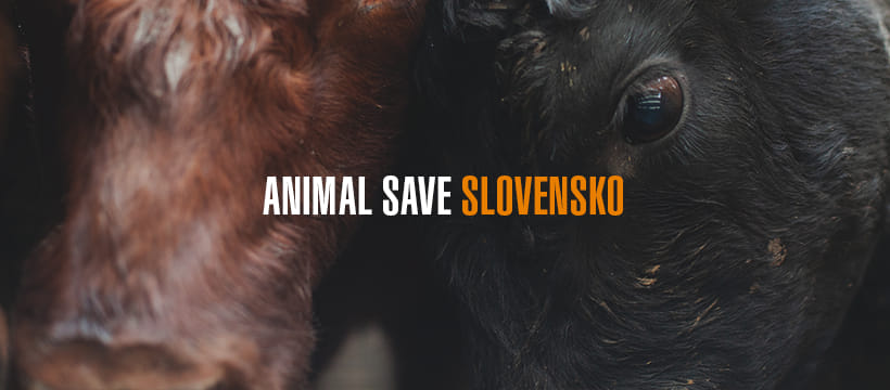 Animal Save Square