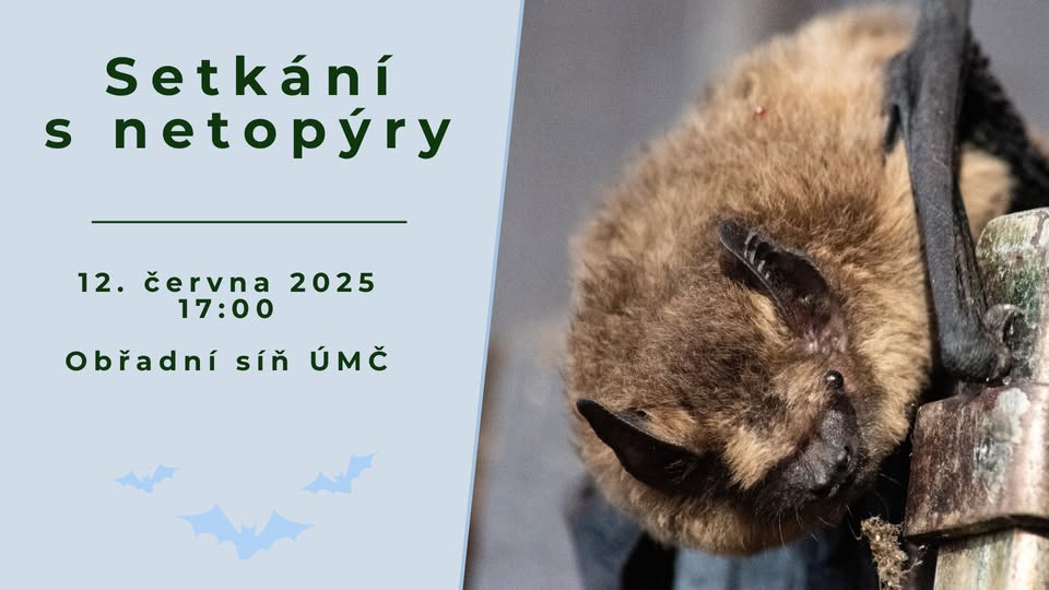 Setkání s netopýry (se Spolkem Darwin)