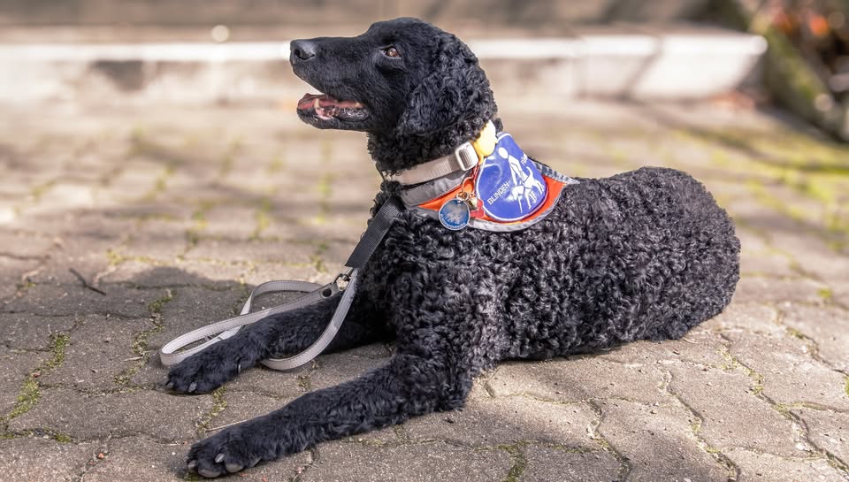 Infotag Blindenführhund: Dein Buddy mit Herz und Köpfchen