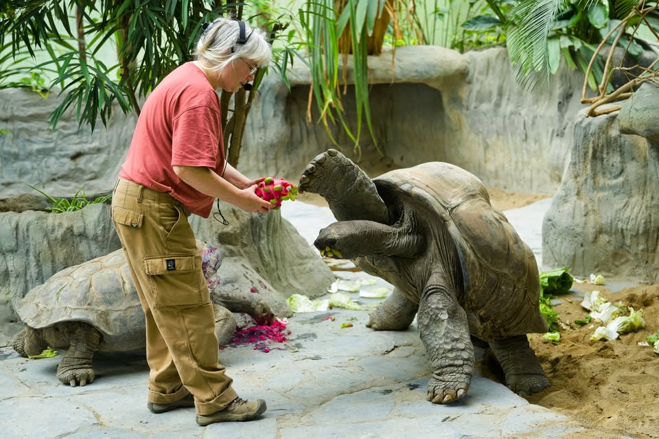 Pod pokličkou zoo | Jak mě potkaly želvy