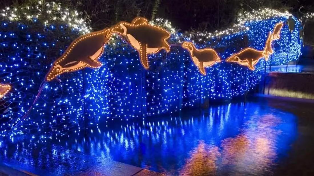 Zoo Lights!