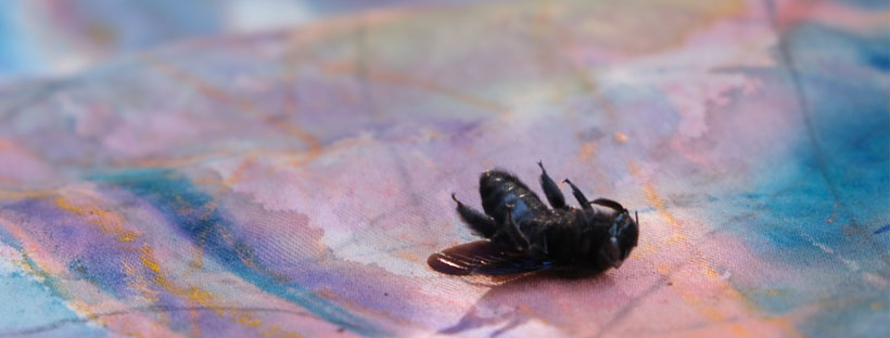 Andrej Dúbravský: Protest of a Dead Bee