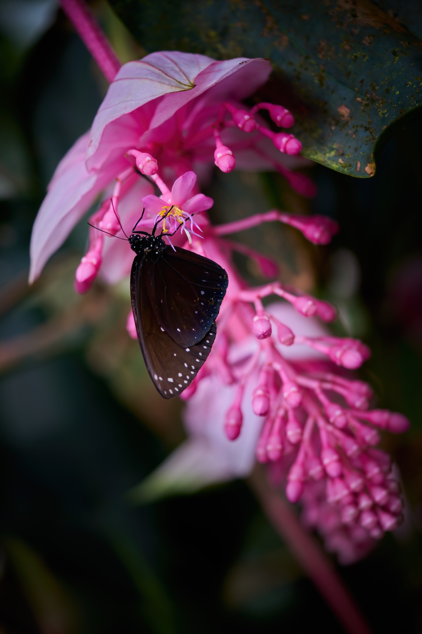 Workshop fotografování orchidejí a tropických rostlin s Jiřím Skořepou