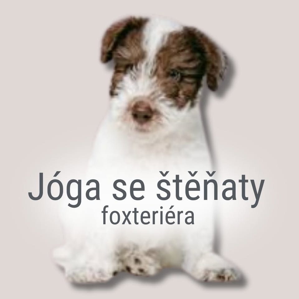 Jóga a mazlení se štěňátky foxteriéra