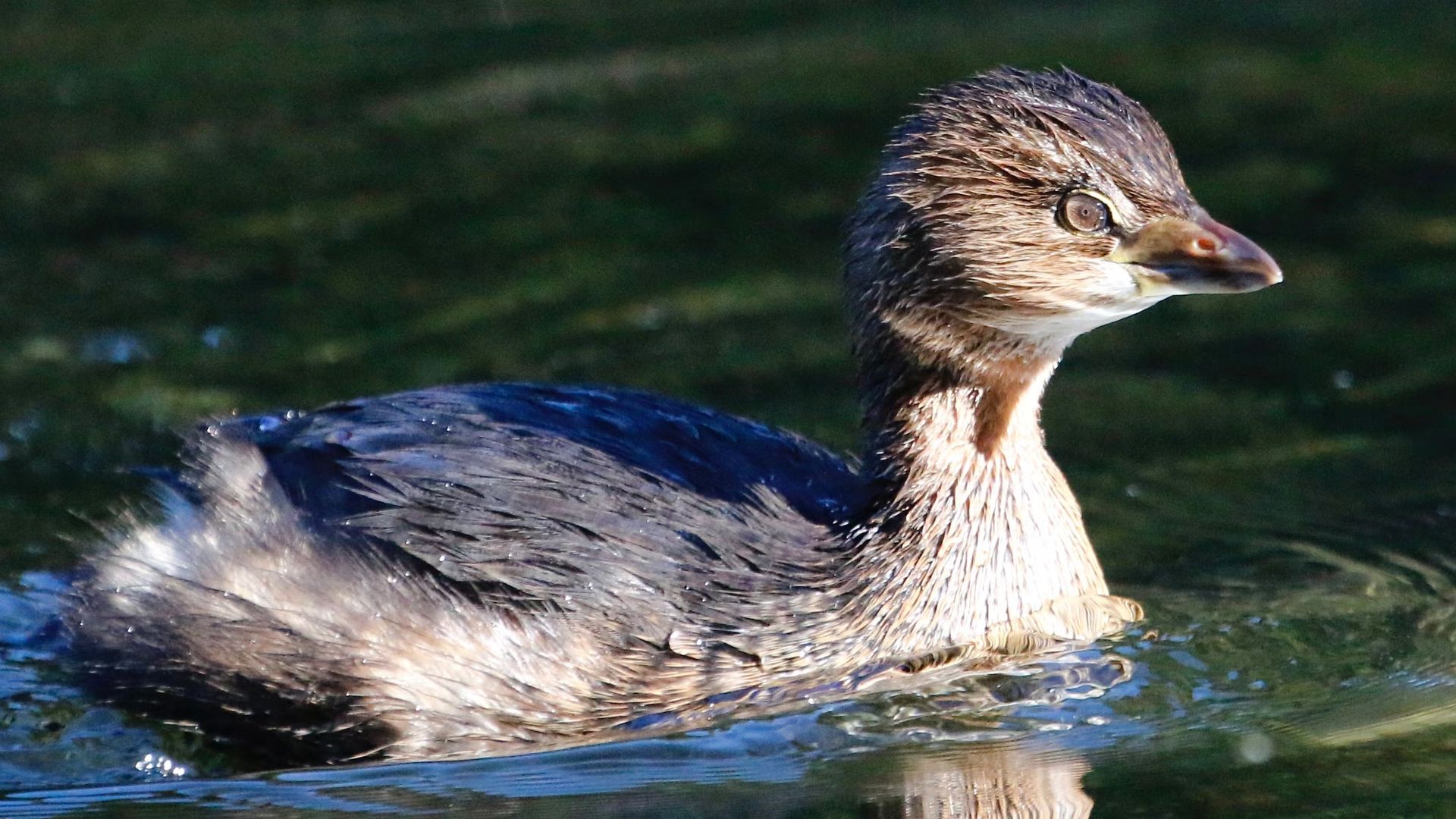 Wrap Up Your Birding Year At Whitaker Ponds