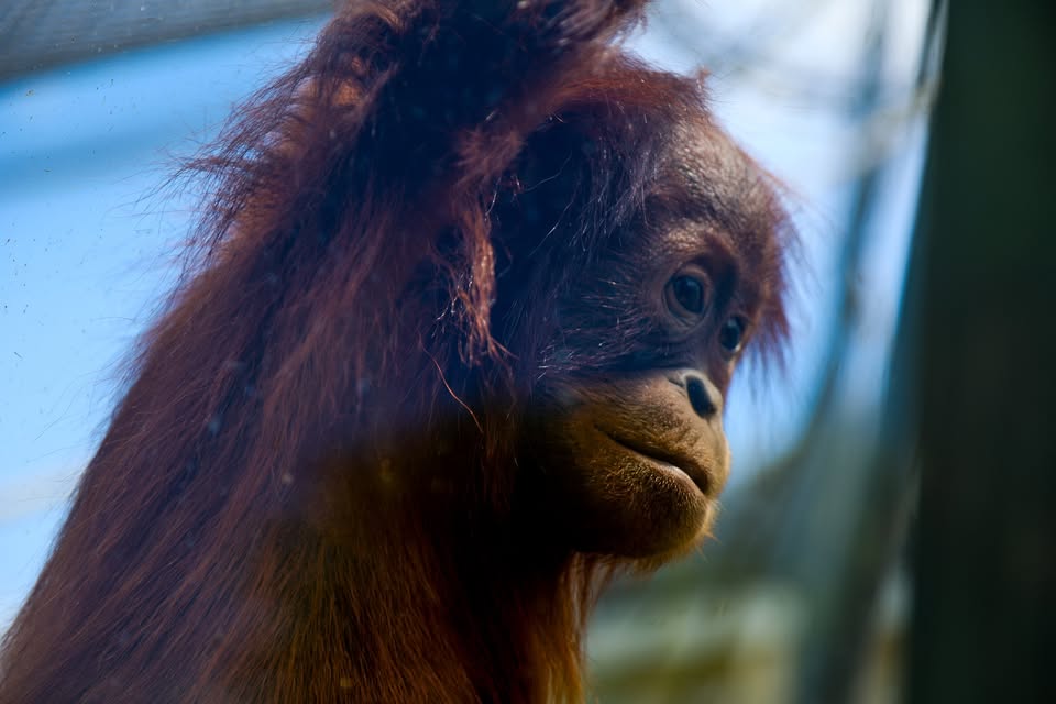 🦧 Svetový deň orangutanov v ZOO