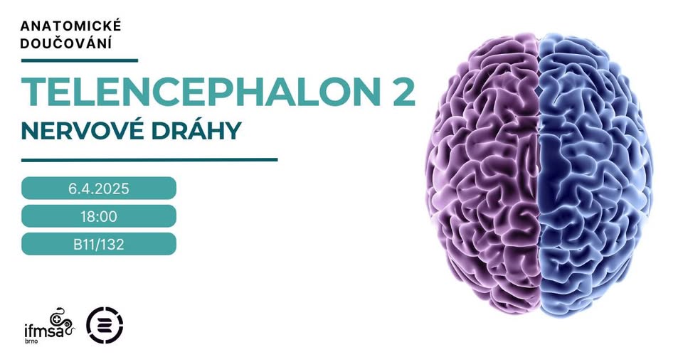Anatomické doučování - Telencephalon 2 - nervové dráhy