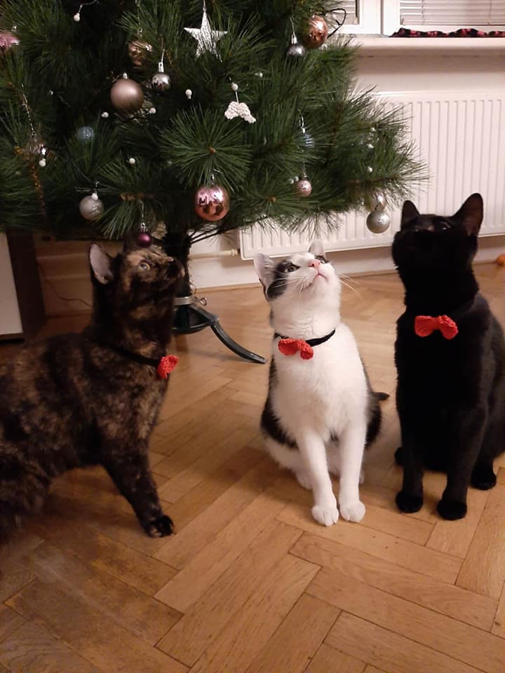 Kryšpín na Provázku – adventní jarmark na podporu kočičích útulků