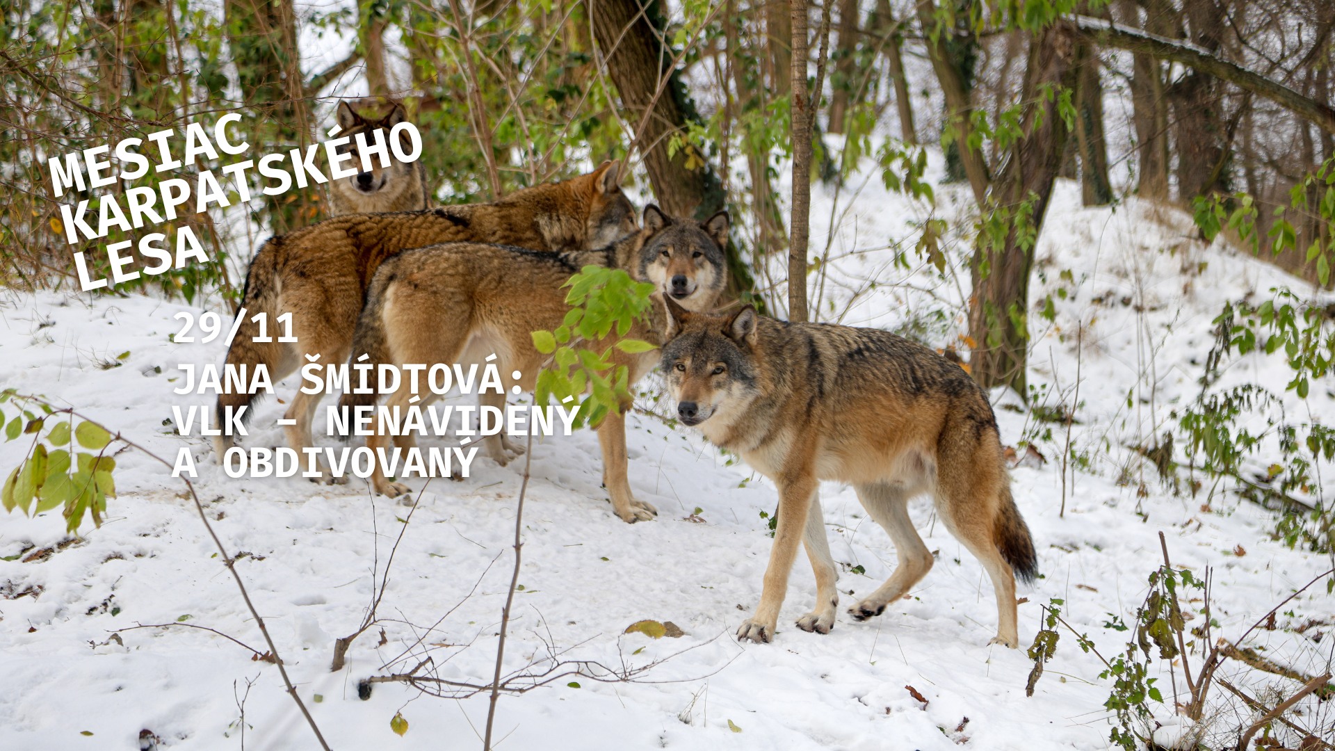 Mesiac Karpatského lesa: 🐺 Vlk - nenávidený a obdivovaný
