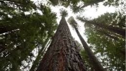 11/30/25 Sunday:  hike.🎧Nia.⛅hike @ Washington Park / Hoyt Arboretum