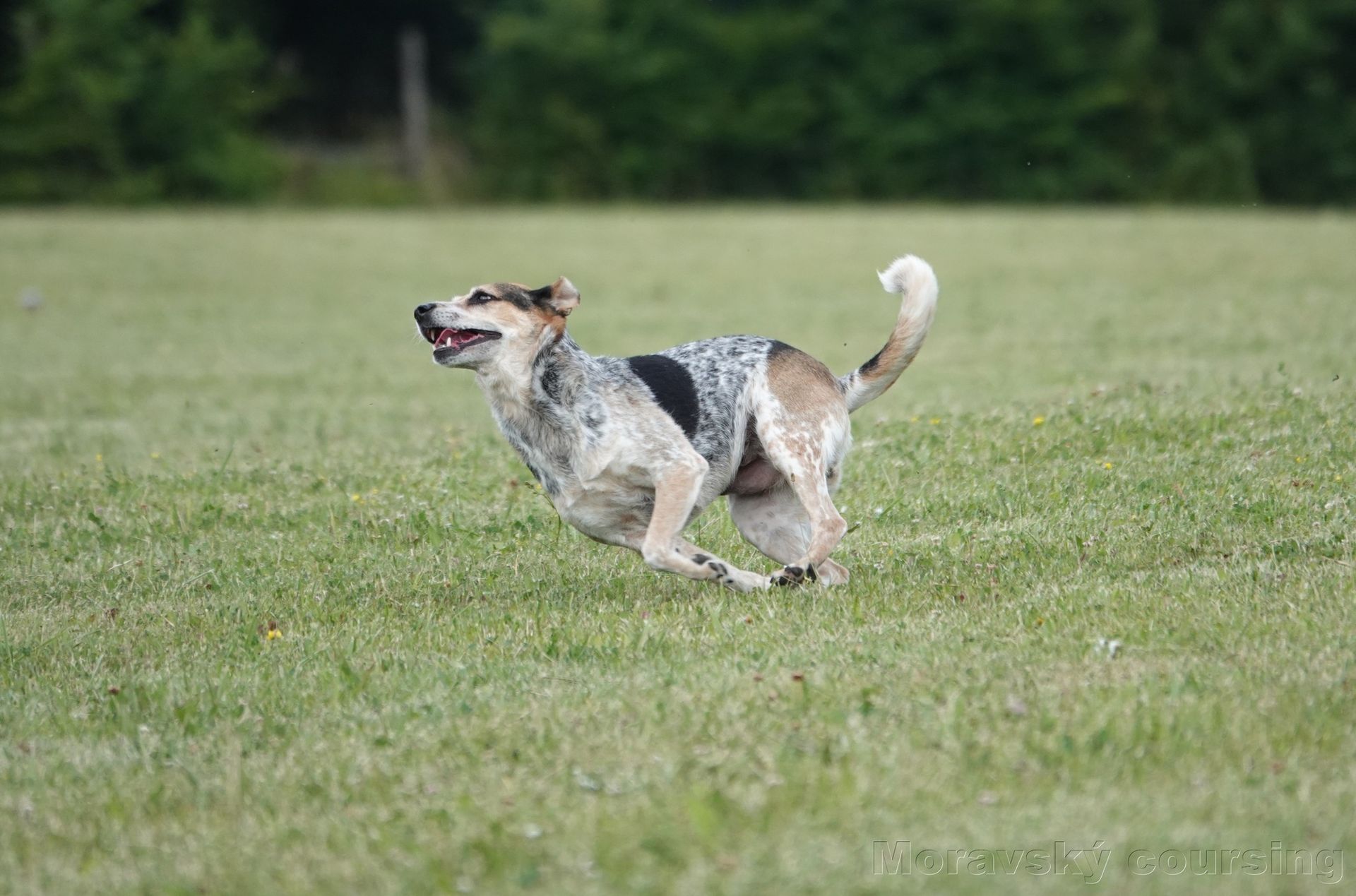 Trénink coursing Vranov