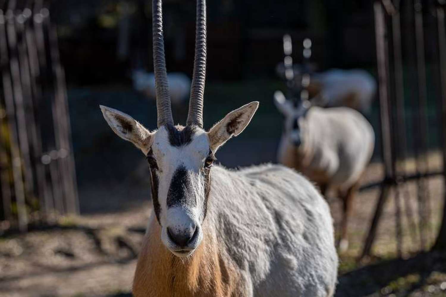 Komentované kŕmenie: Oryx arabský