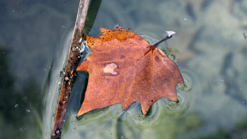 🍂🍁  L'Estany de Banyoles i ✨ el bosc de les fades🧚‍♀️... a la tardor 🍂