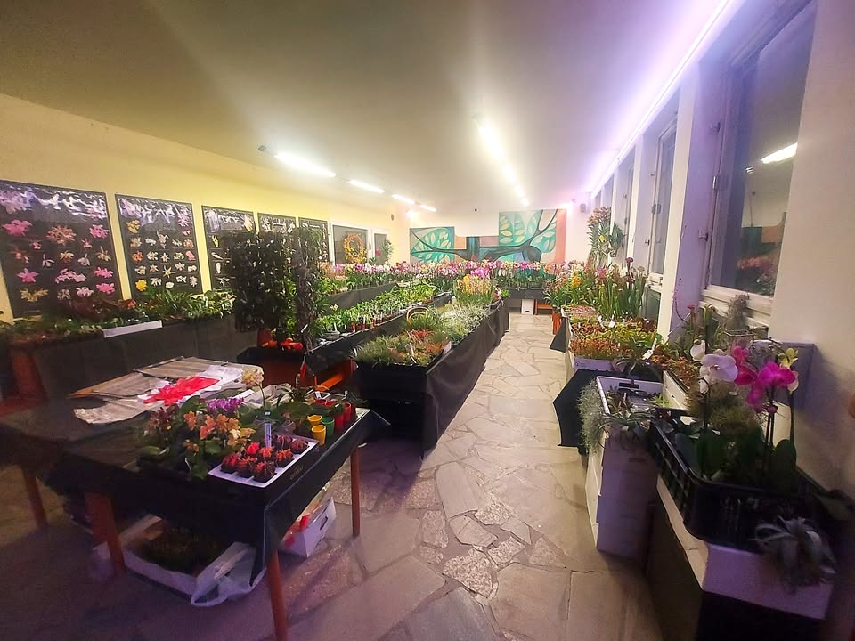 Fauna Hobby Brno prodej orchideje, masožravé a džungle  rostliny TERRA KORUNA