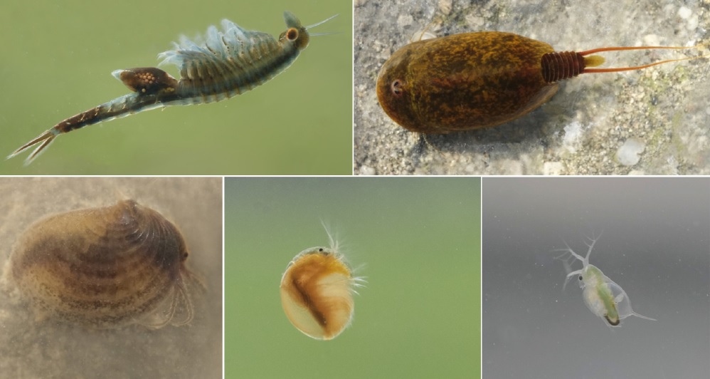 Ecological and historical determinants of branchiopod communities in temporary wetlands