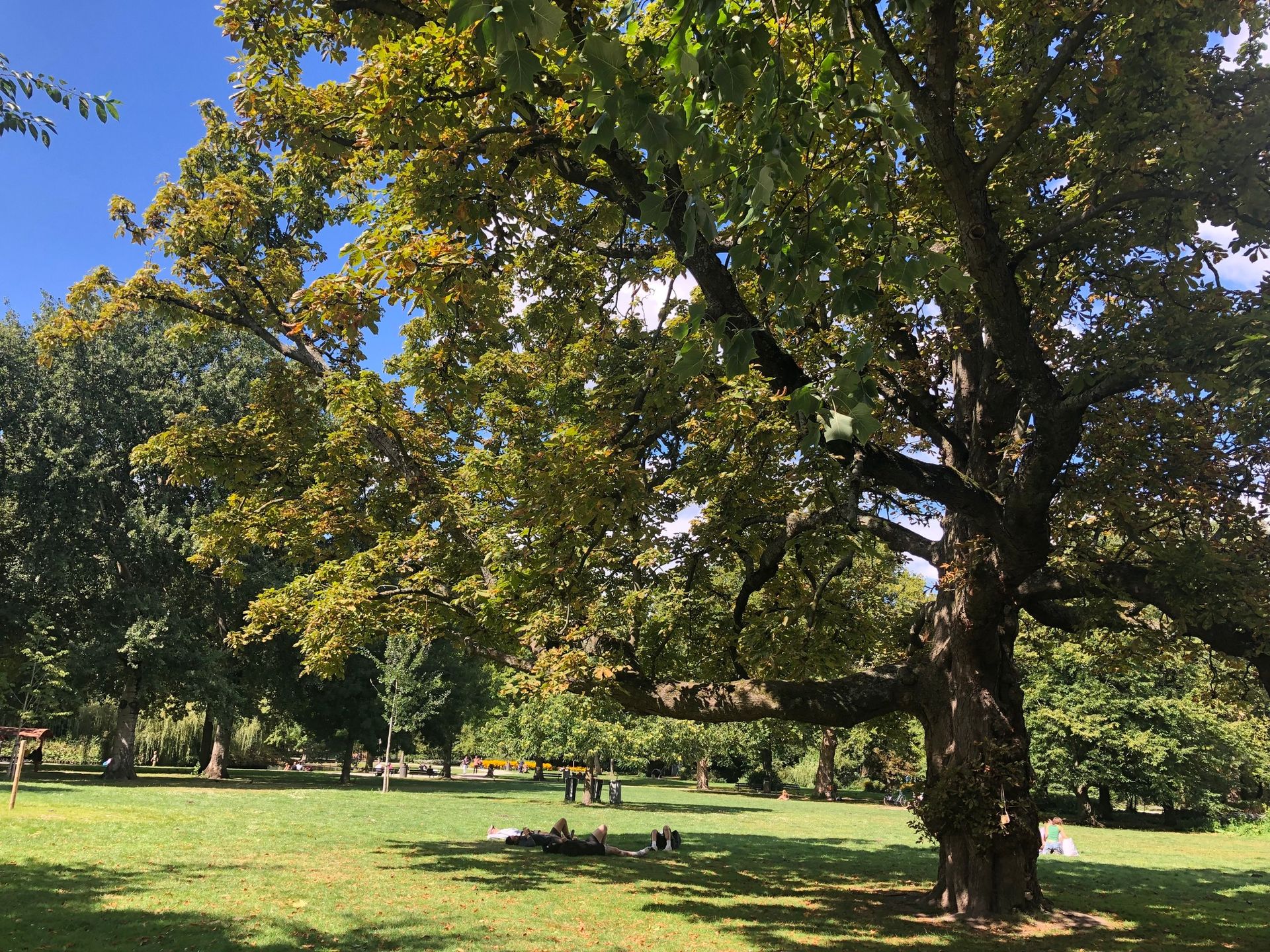 Outdoor Yoga Westerpark (Amsterdam) 🌳