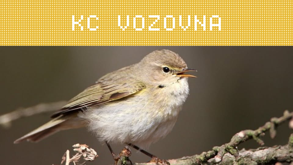 Planeta Žižkov 🐦‍⬛ Opeření sousedi z Židovských pecí