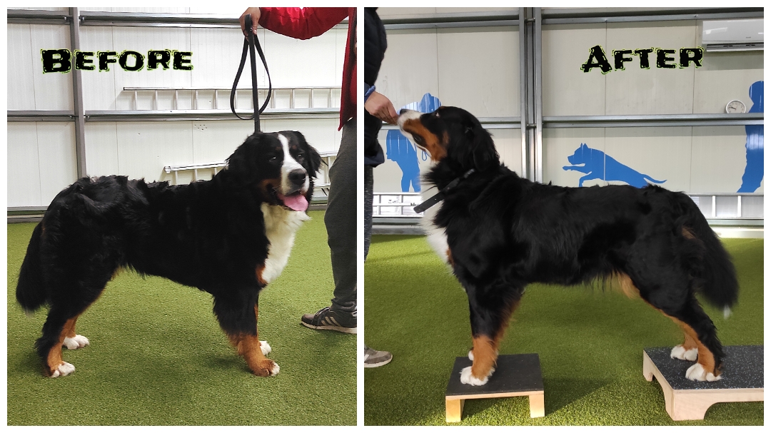 Zdravý postoj - dogfitness workshop pre vystavovateľov a chovateľov