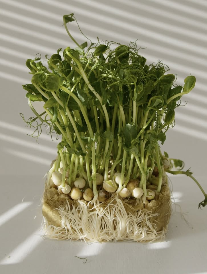 Workshop Kiemen, spruiten & microgreen superfoods!