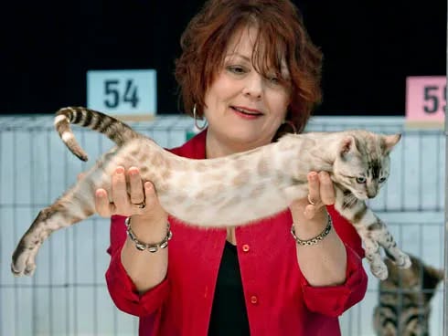 CFA Cat Show - Portland Oregon!