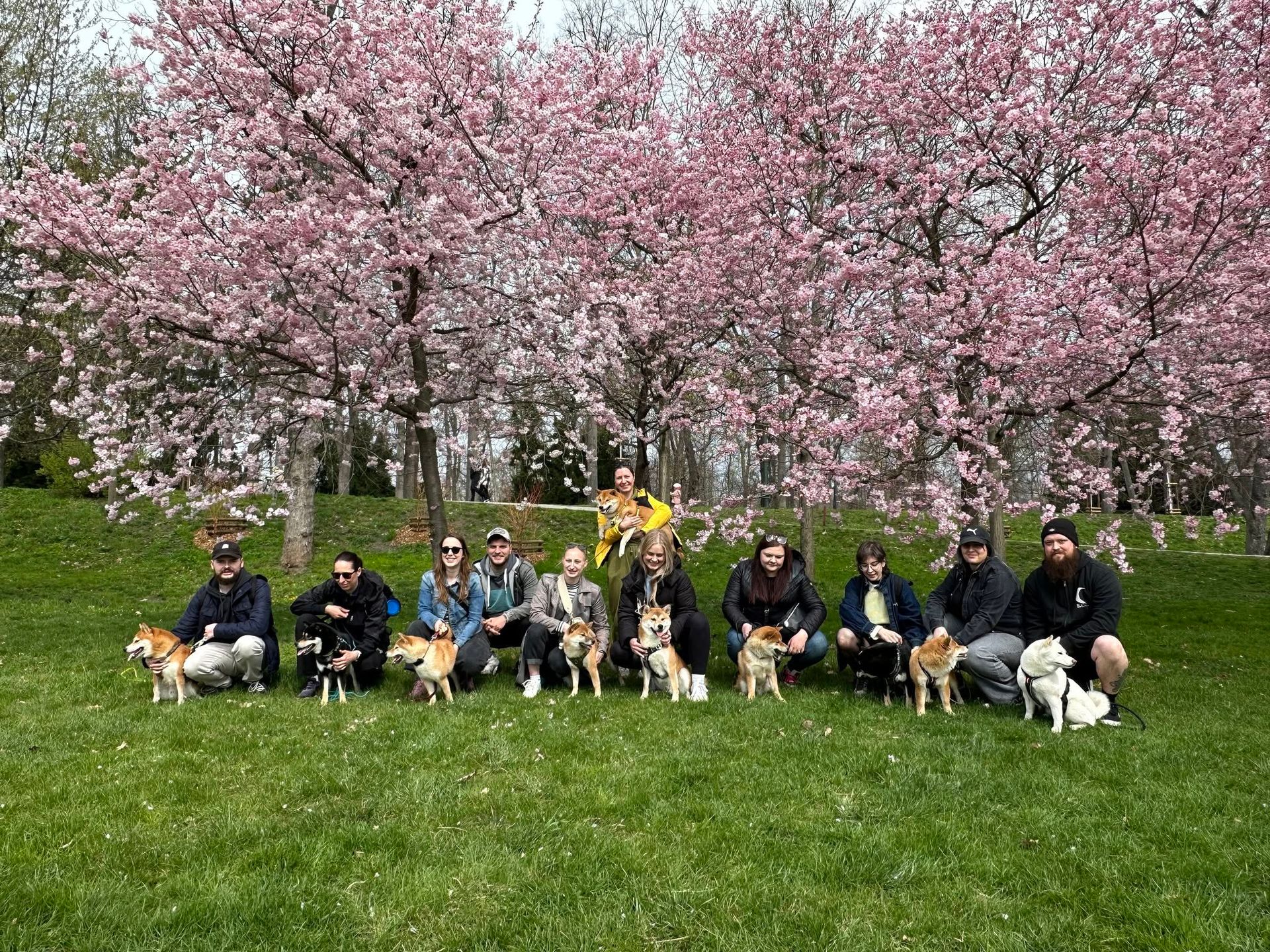 Shiba venčení 🌸🌳🐕 Praha - Stromovka