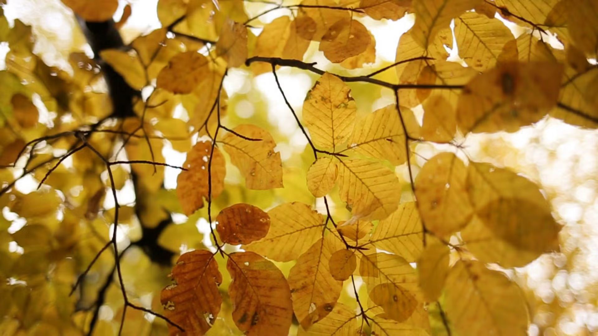 🍂 La Fageda d'en Jordà i Zona Volcànica de la Garrotxa 🍂 AUTUMN MAGIC ✨