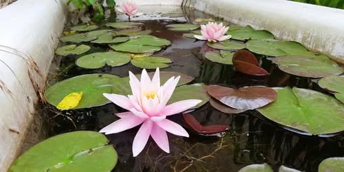 Workshop of water elements in the garden with a lecture on water retention measures