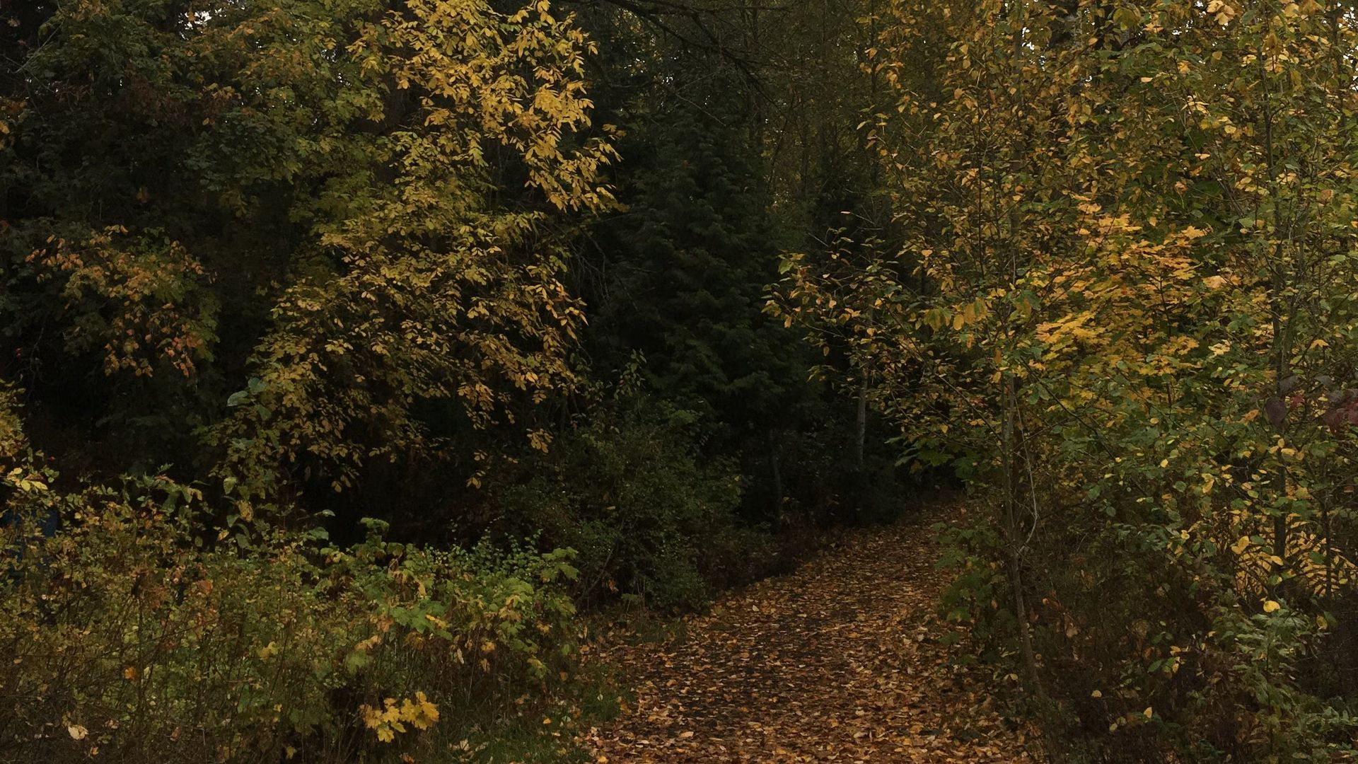 Whitaker Ponds Nature Park in NE Portland: Beginner Focused!