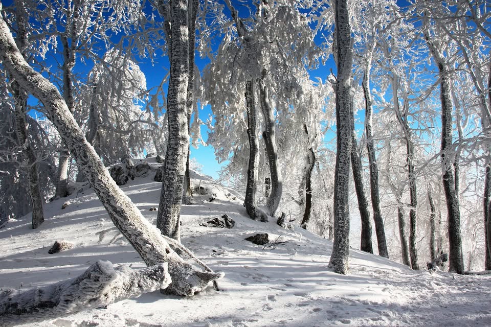 Snowy Saturday Forest Walk