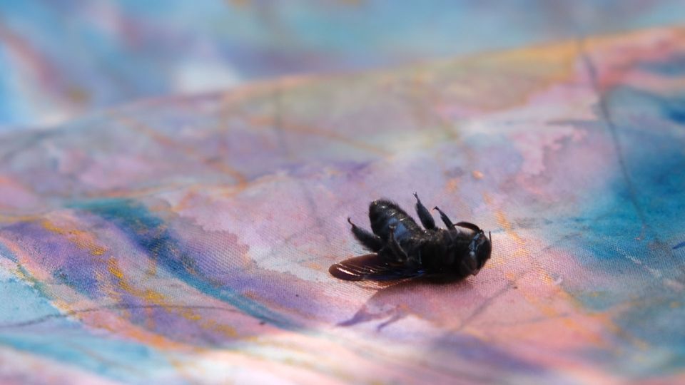 Vernisáž | Andrej Dúbravský: Protest of a Dead Bee