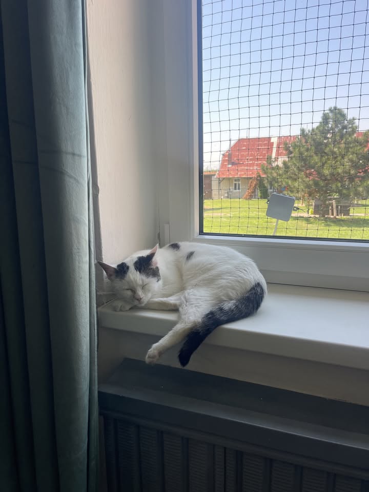🐾 Kočičí skicák – dvoudenní kreslící workshop s kočkami 🐱🖊
