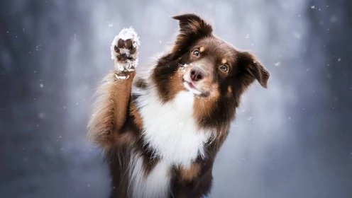 Závody AGILITY ,,O sněhovou vločku".