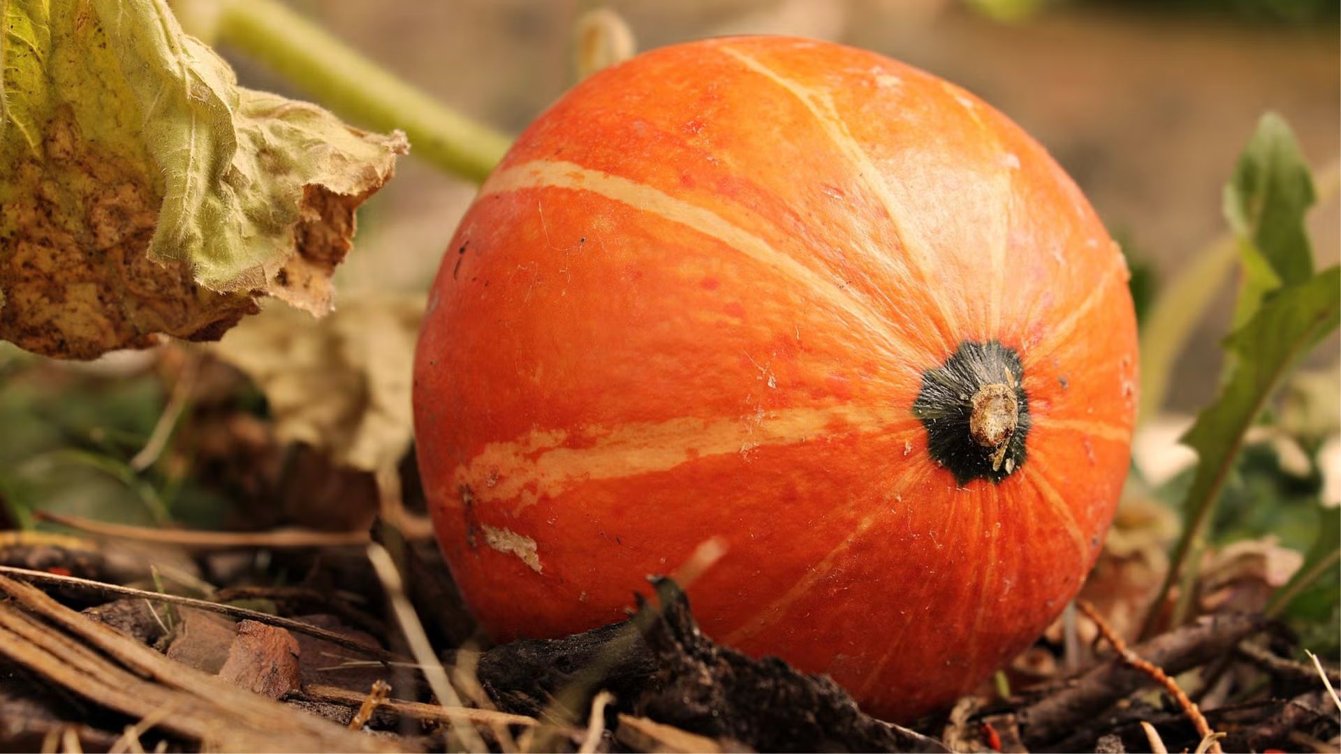 The Maize at the Pumpkin Patch