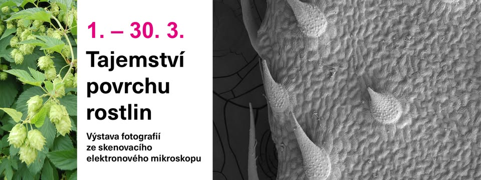 Tajemství povrchu rostlin